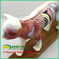 A04(12004) Medical Education Plastic Anatomy Cat Acupuncture Animal Model 12004